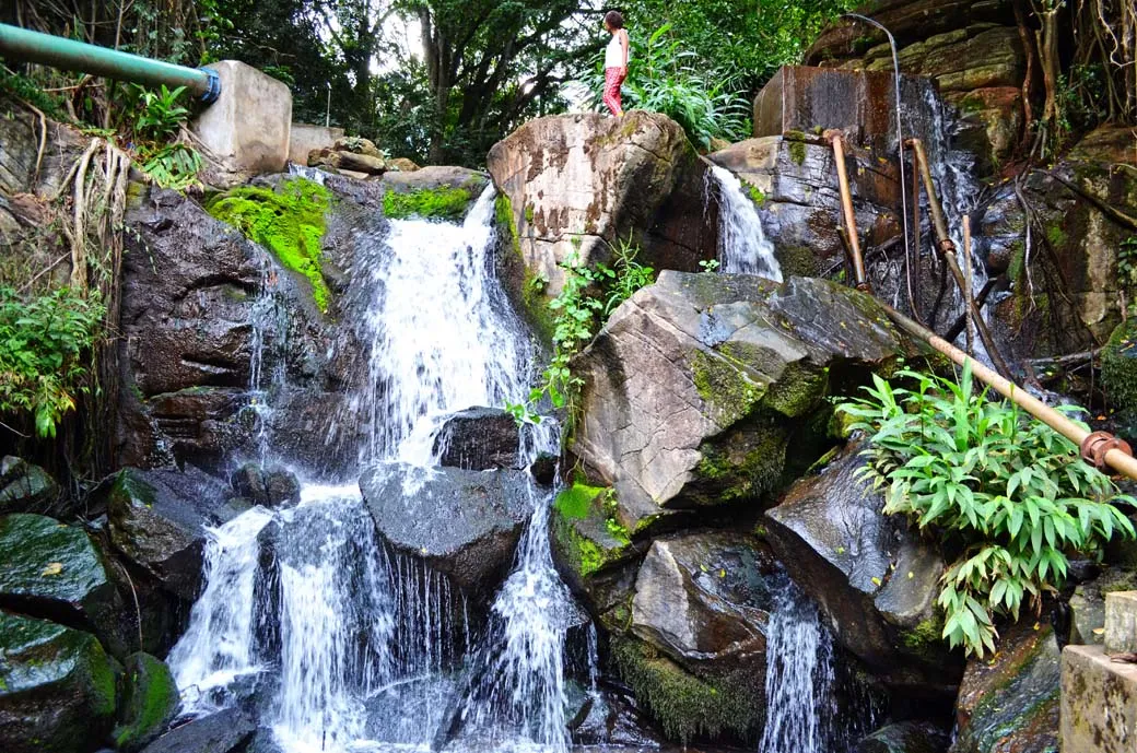 Protecting Oloolua Forest Reserve – Partnering with Communities to Defend Kenya’s Forests