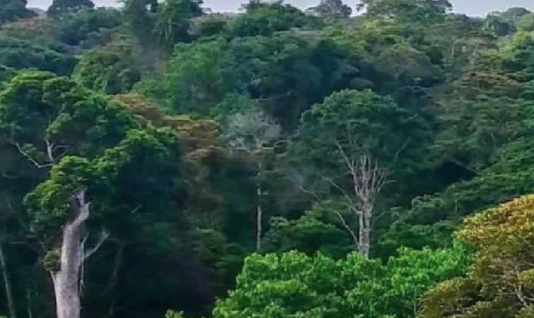 Green Belt (and JustAct) challenges new law opening forests to road projects.