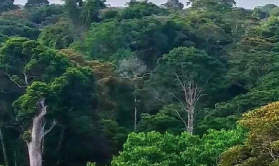 Green Belt (and JustAct) challenges new law opening forests to road projects.